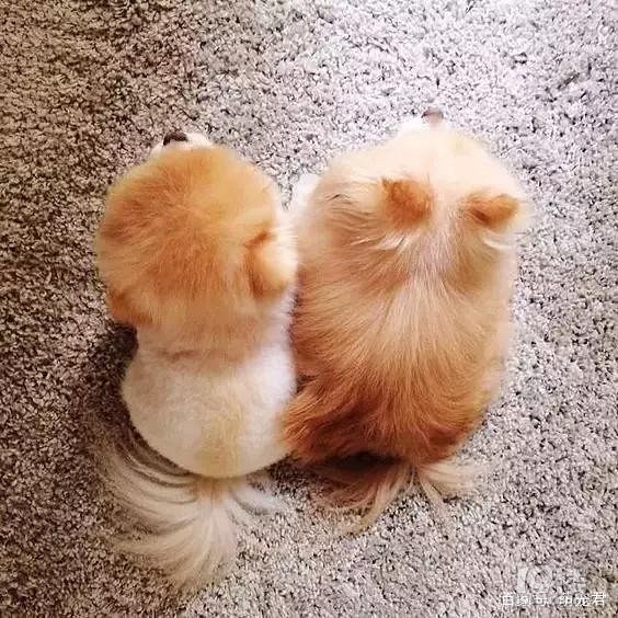 狗狗的背影有多好看:博美的背影可以瞬间萌到你哦