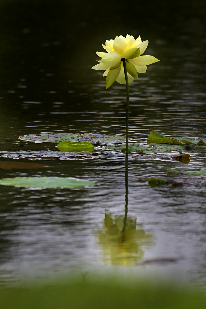 植物园国庆黄莲花盛开分享-生态-19摄区-杭州19楼