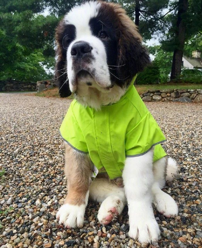 长大后200斤狗砸,小时候是啥样的?