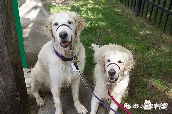不容忽视的养犬安全问题