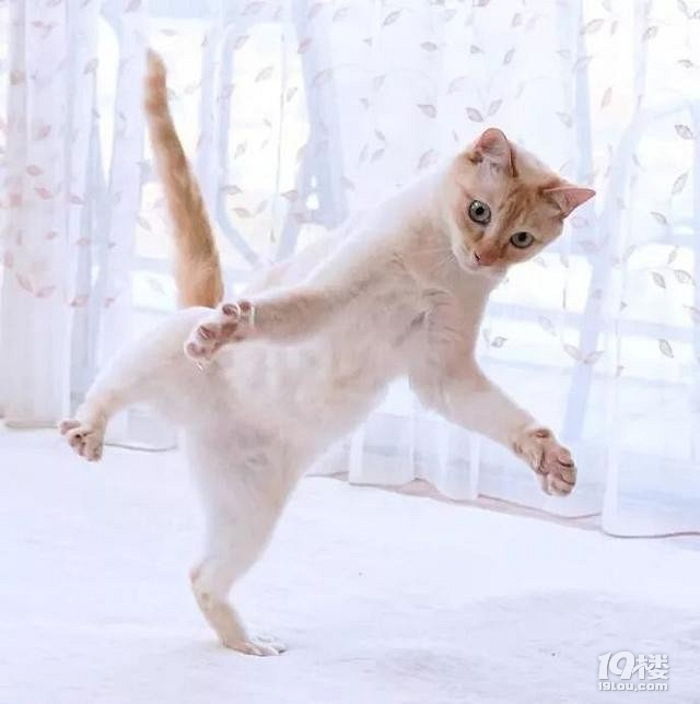 埃及猫跳舞表情包图片