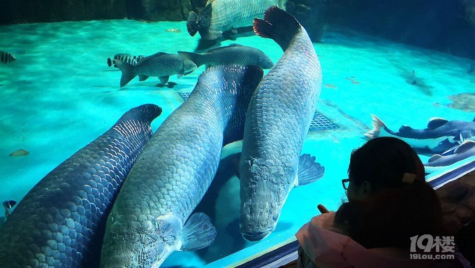 你问我将要去何方,我指着大海的方向