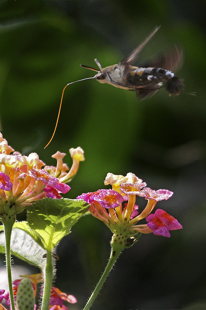蜂鸟蛾采花蜜分享