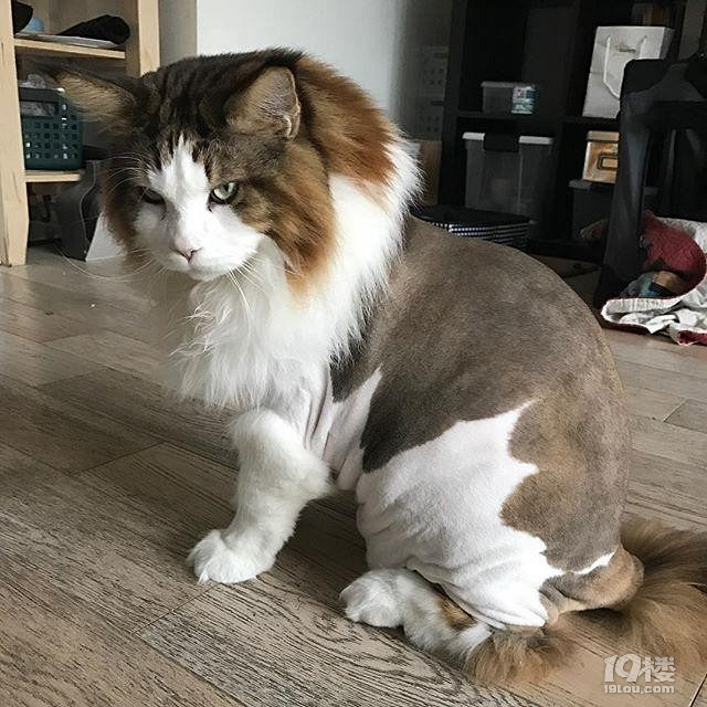 这只颇有小狮子神韵的巨猫名叫samson