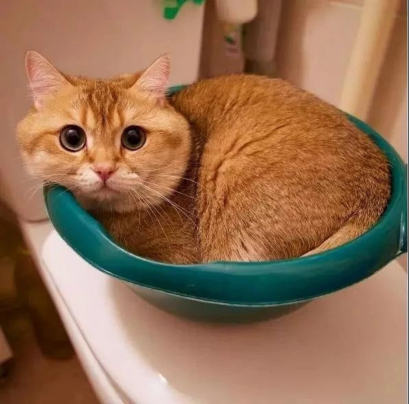 橘猫头上的m花纹,原来是被神亲吻过的痕迹