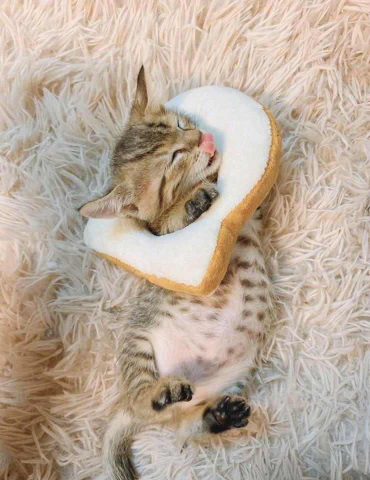 请问您需要一份猫咪吐司吗?