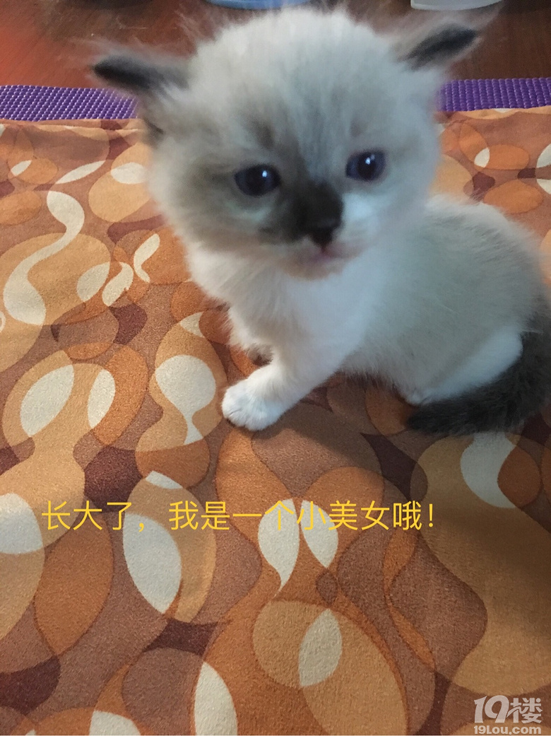 家有小宝宝,都是小布偶,有没有喜欢的!