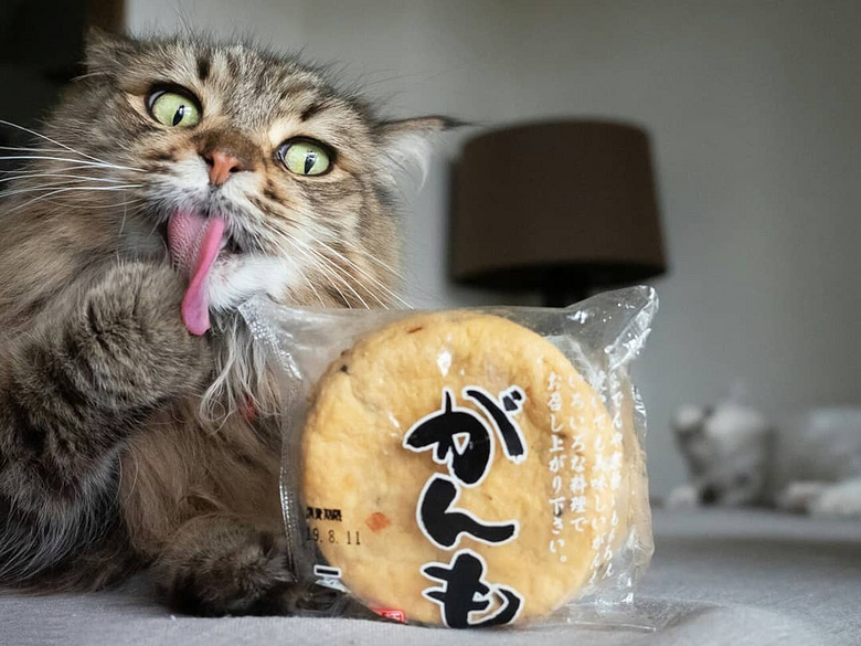 网友养了6只贪吃猫,一看见食物,表情就变超浮夸,笑翻了!