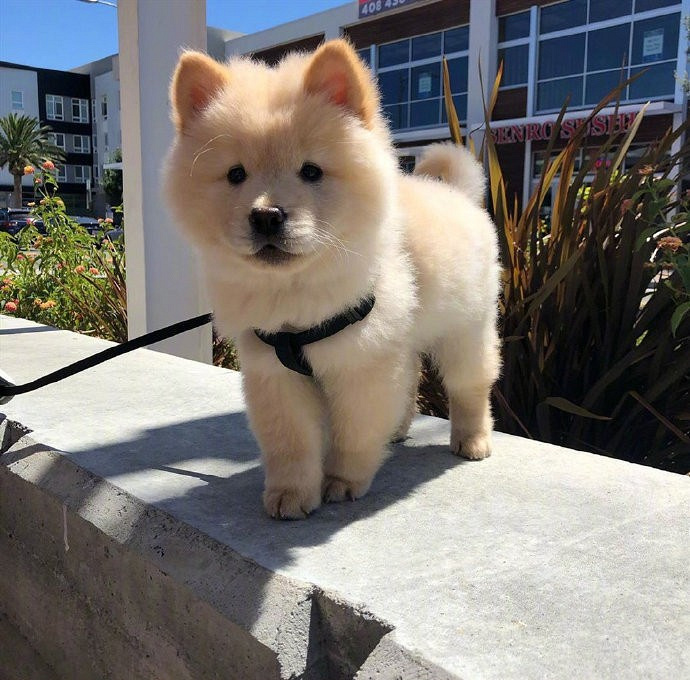 一只没长皱纹的松狮宝宝.可这真不是立耳的金毛宝宝?