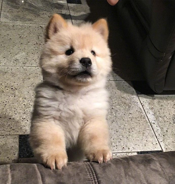 一只没长皱纹的松狮宝宝.可这真不是立耳的金毛宝宝?