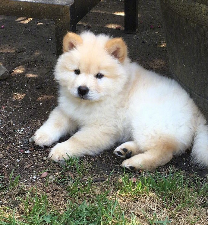 一只没长皱纹的松狮宝宝.可这真不是立耳的金毛宝宝?