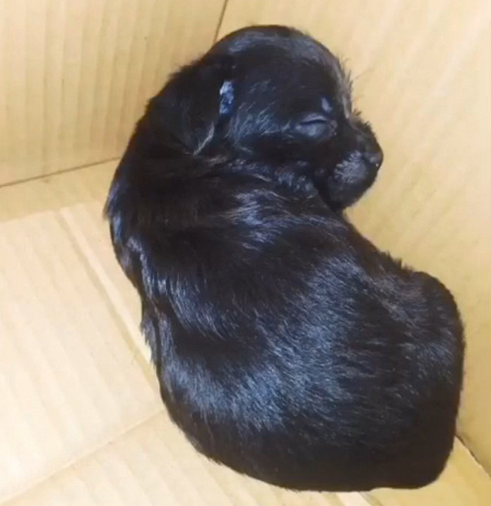 泰迪和法斗的混血宝宝,竟然长这样.