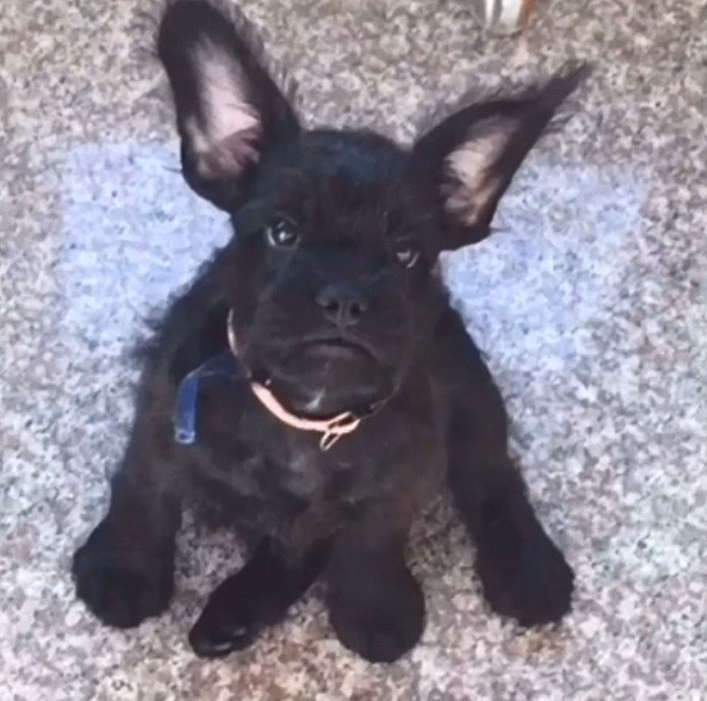 泰迪和法斗的混血宝宝,竟然长这样.