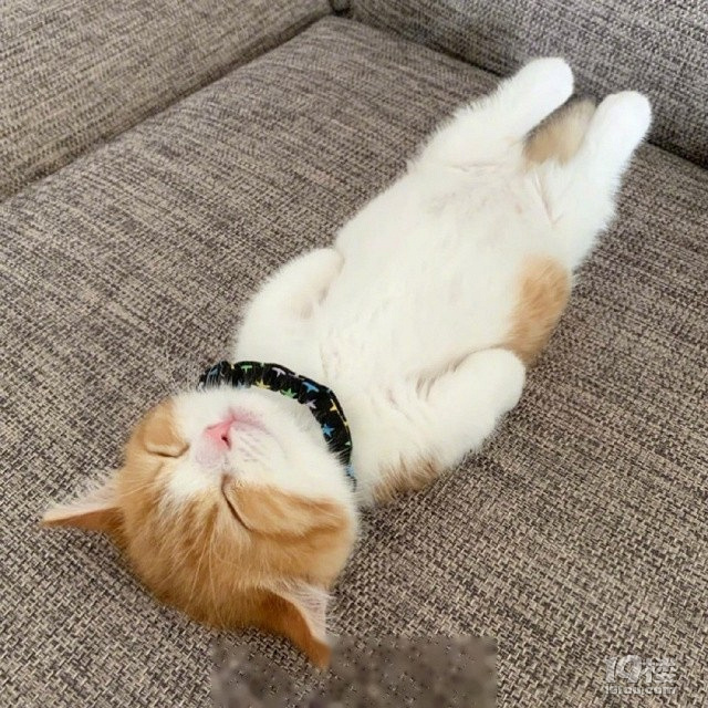 猫表情包 躺下图片