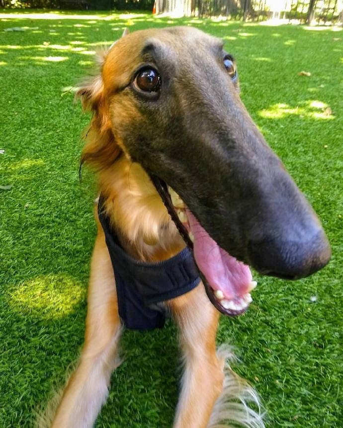 这只脸比柯基腿都长的狗砸,需要你认识一下!