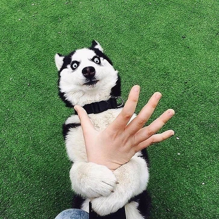 二哈随手一拍就是表情包,这些照片我能笑一年!