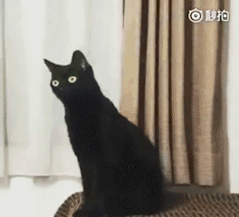 第一次听马勒音乐的黑猫贡献了一波沙雕表情包