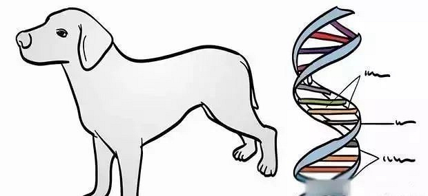 老人花十万美金克隆爱犬两次,养了三只一样的狗狗!