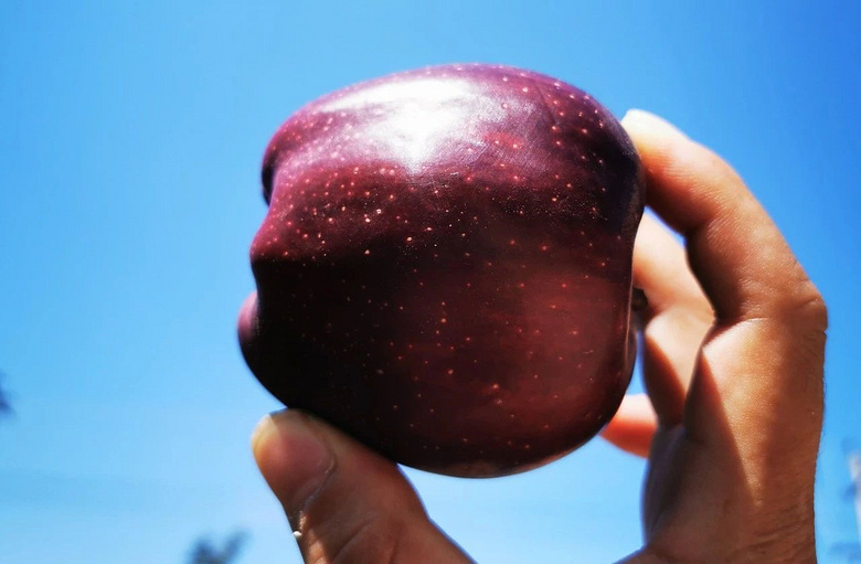 急!百万斤国产蛇果沦为"希望果"!果农苦无销路,仅卖白菜价!