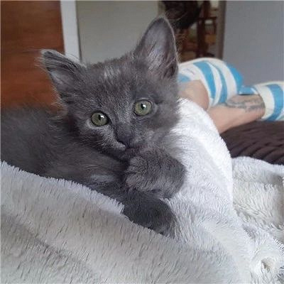 网友在路边捡到一只奄奄一息的小灰猫,辛苦救活养大后,真是捡到