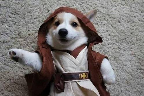 狗狗搞笑图片大集锦