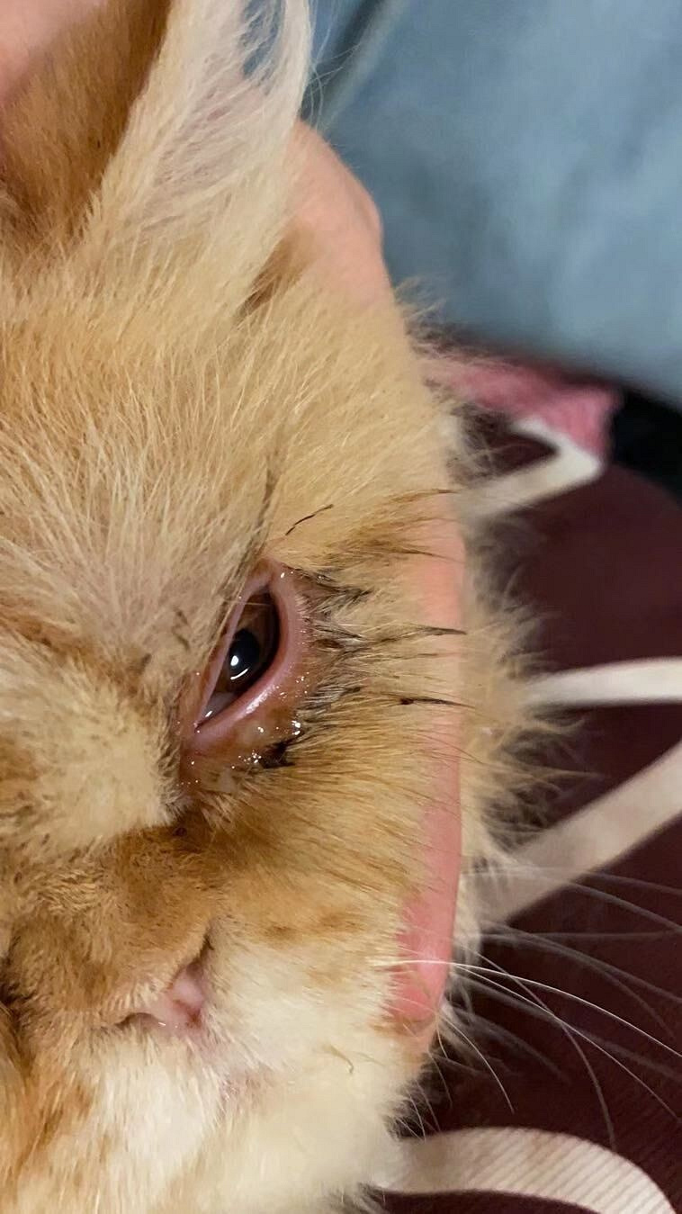 "凌晨,我家的猫食物中毒死了.