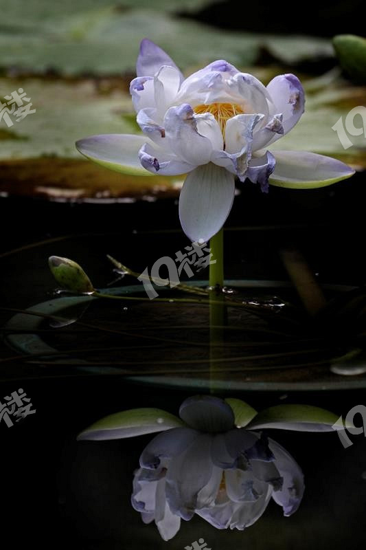 植物园盆景展精品睡莲分享2