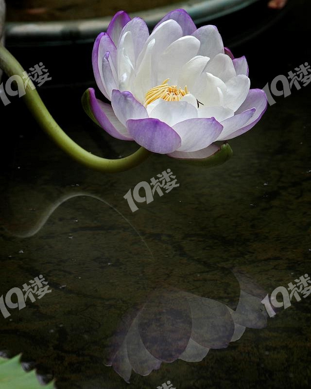 植物园盆景展精品睡莲分享2