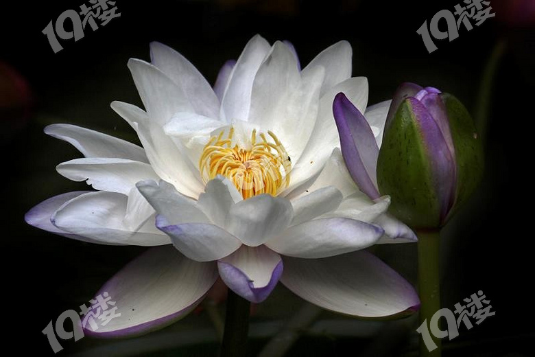 植物园盆景展精品睡莲分享2
