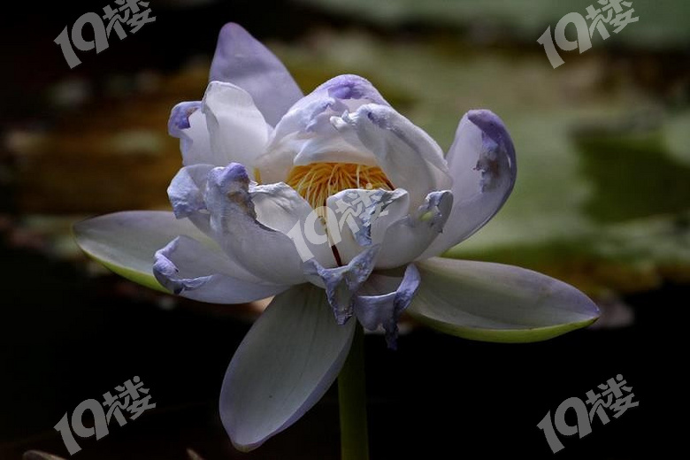 植物园盆景展精品睡莲分享2