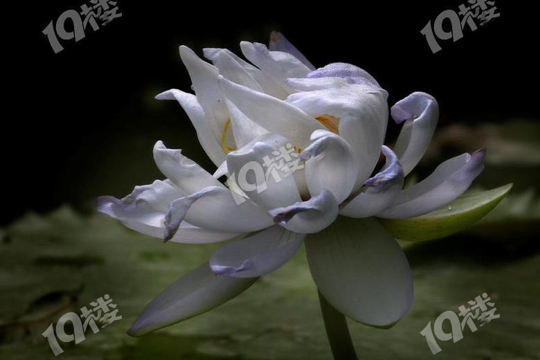 植物园盆景展精品睡莲分享2
