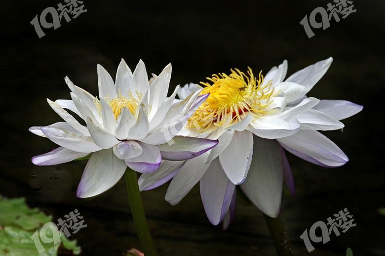 植物园盆景展精品睡莲分享2