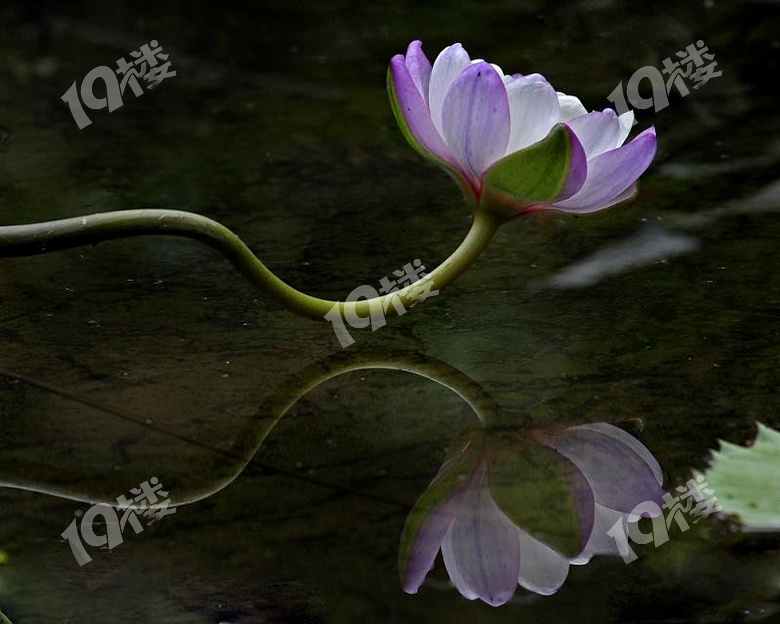 植物园盆景展精品睡莲分享2