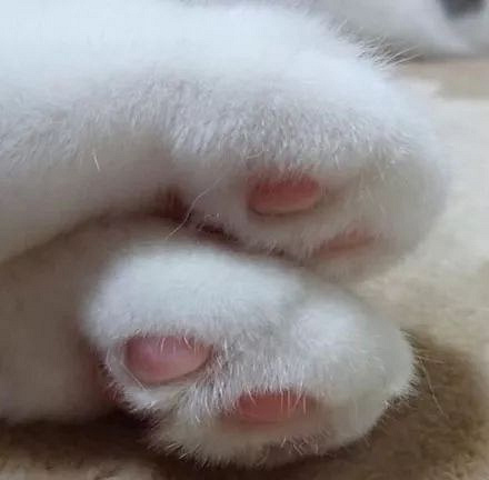 网友喜欢拍自家猫的粉嫩爪爪,每张都让人快流口水了,感受下.