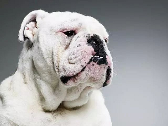 杭州19楼 家有宠物 撸狗 短鼻犬容易有呼吸问题,想.