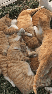 218_395gif 动态图 动图