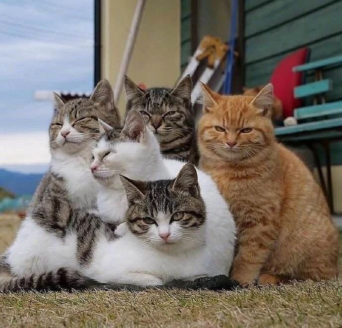 被100多只猫一起包围是什么感觉?