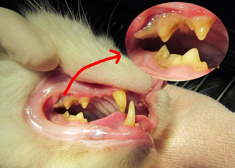 给猫咪扣牙结石,90%的铲屎官不知道避免这个危害