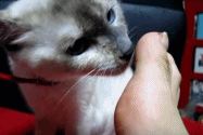 我的猫闻了一下我的脚,瞬间晕过去了…"