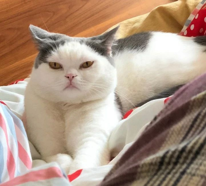 猫啪啪完后一脸满足的表情,笑疯了!