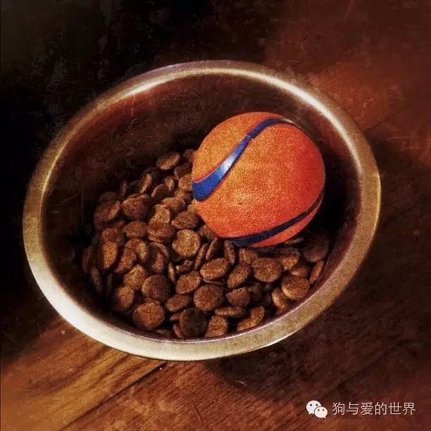 养狗狗的10个小窍门，你都知道吗？