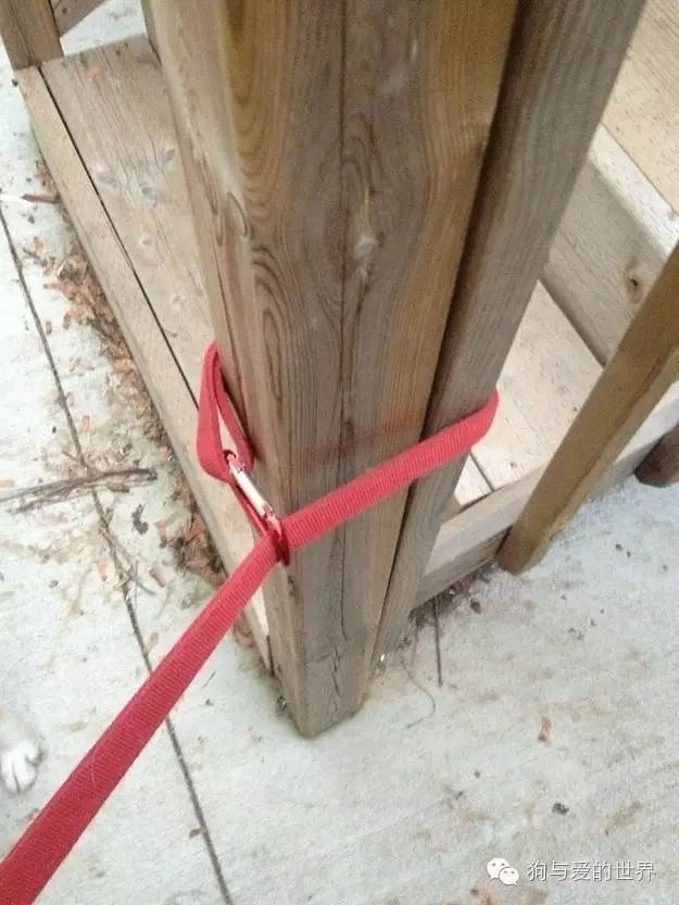 养狗狗的10个小窍门，你都知道吗？
