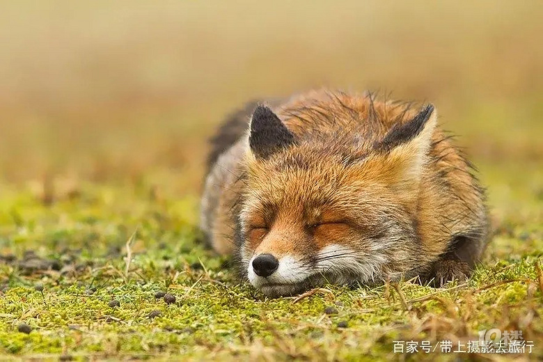 摄影师拍的狐狸照,呆萌表情让人无法抵抗,每张都超治愈