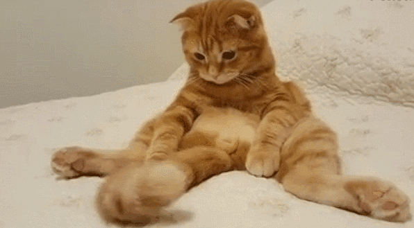 猫究竟知不知道自己有尾巴?