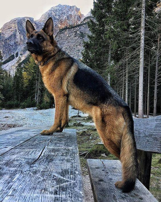 德牧大狼狗很凶?其实看到吵闹的小狗,它都不屑弄死对方