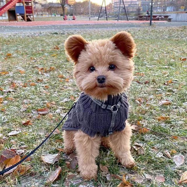 跟一般贵宾犬不同,这只狗狗耳朵立起来,可爱到心都融化