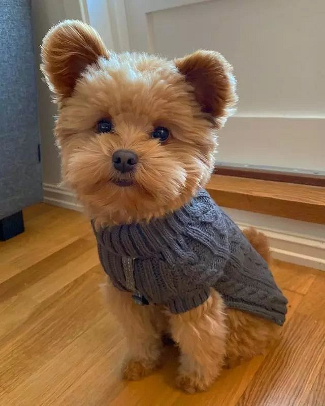 跟一般贵宾犬不同,这只狗狗耳朵立起来,可爱到心都融化