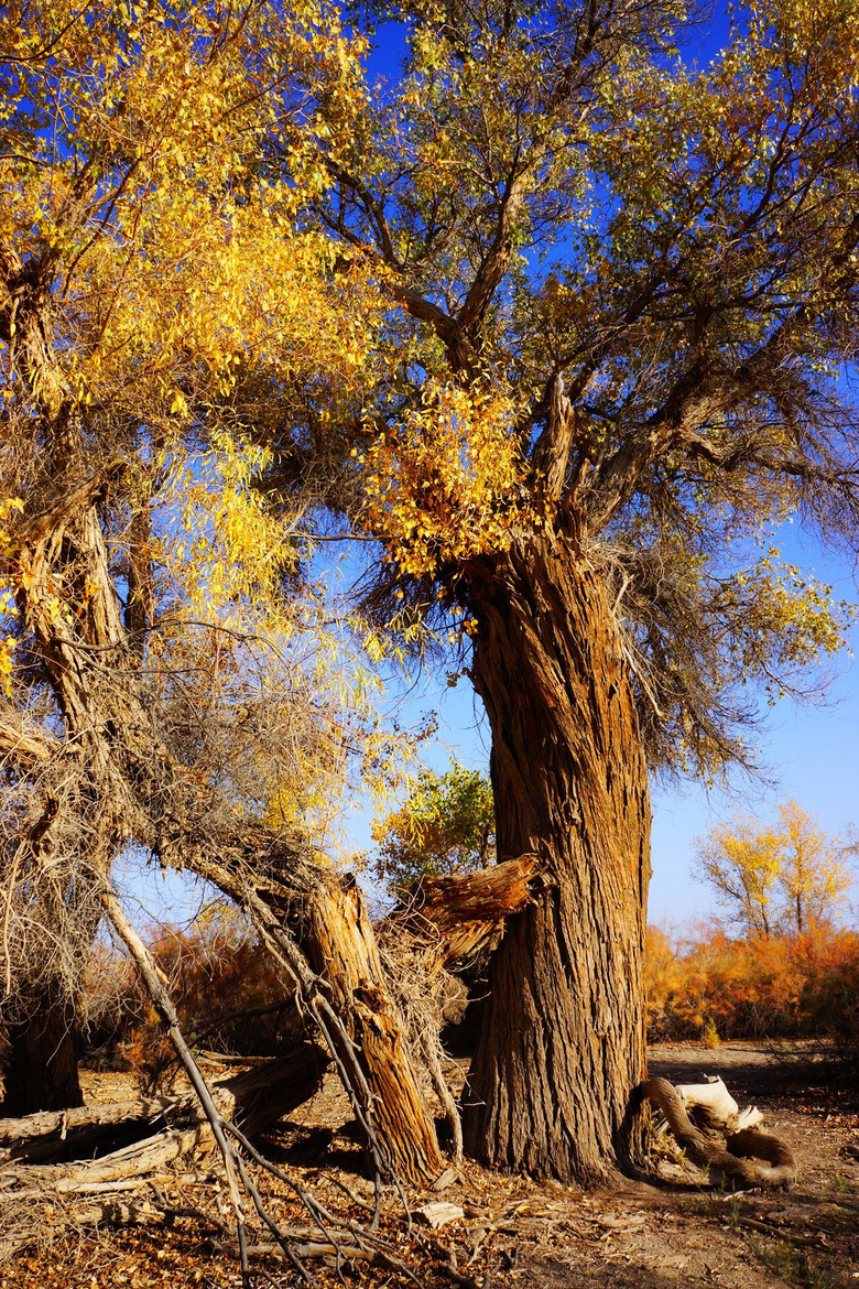 塔里木胡杨林国家森林公园(二)
