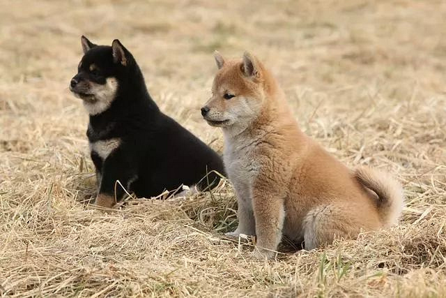 柴犬比中华田园犬高贵在哪?它也差点灭绝,但被日本人奉为国宝