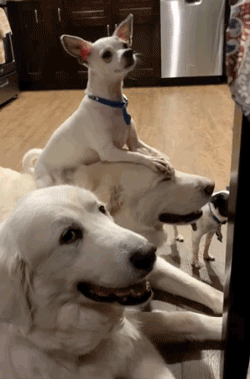 吉娃娃狂踩大白熊头顶,傻汪脸都睁不开,还依旧乐呵呵.